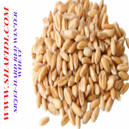 HARD RED WINTER WHEAT